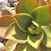 Succulent Plant