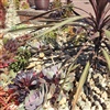 Plant B