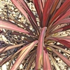 Plant A
