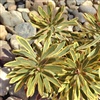 Plant C
