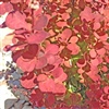 Plant E